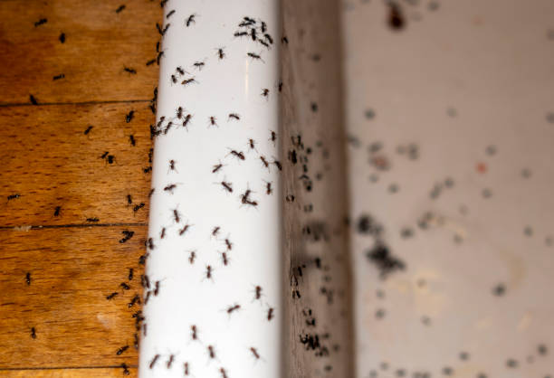 Best Emergency Pest Control  in Berlin, WI